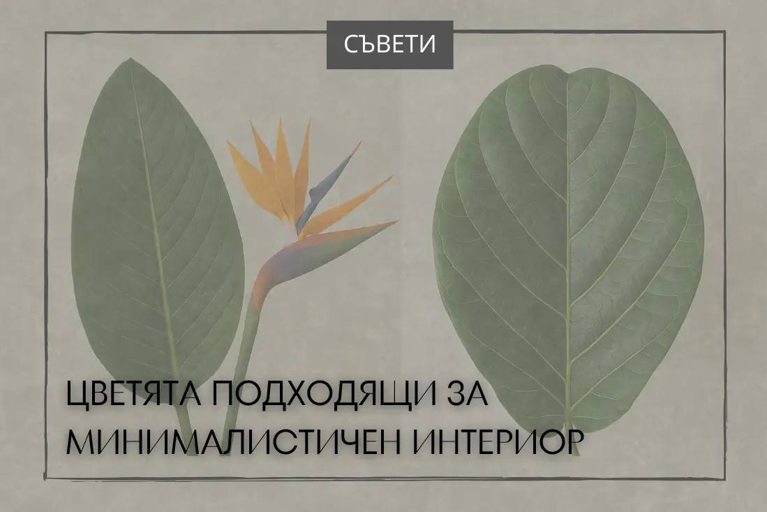 Листо и цвят на стрелициция и листо от фикус